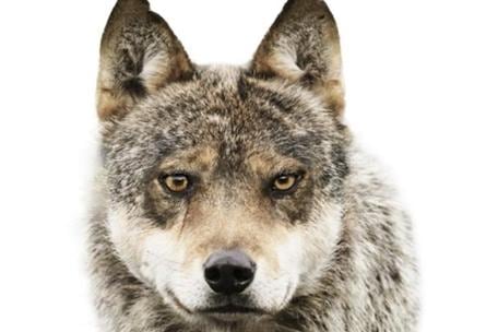 Este animal aparece en el condado de Los Ángeles de Estados Unidos por primera vez en los últimos 100 años