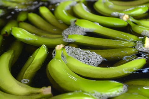 Los transgénicos entran al debate en la búsqueda de importar otra variedad tolerante al Fusarium Raza 4