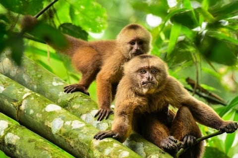 Cara a cara con los monos en Manabí: descubre el sendero de Pacoche, una aventura de $ 20 para feriado de Semana Santa
