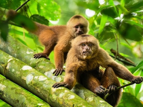 Cara a cara con los monos en Manabí: descubre el sendero de Pacoche, una aventura de $ 20 para feriado de Semana Santa