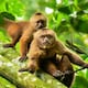 Cara a cara con los monos en Manabí: descubre el sendero de Pacoche, una aventura de $ 20 para feriado de Semana Santa