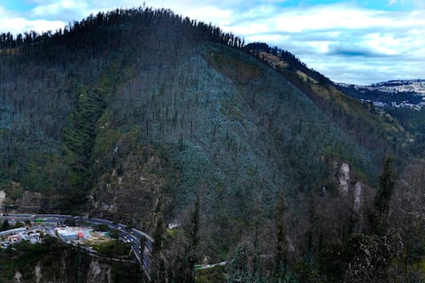 Así avanza la reforestación en cerros de Quito afectados por incendios de años anteriores: 17 zonas siguen vulnerables