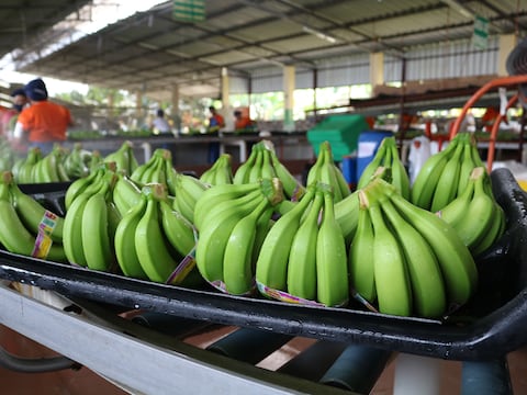 Productores presentarán demanda de inconstitucionalidad contra registro de siembras no autorizadas de banano