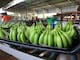 Productores presentarán demanda de inconstitucionalidad contra registro de siembras no autorizadas de banano