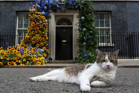 El gato Larry cumple 15 años al servicio del gobierno británico