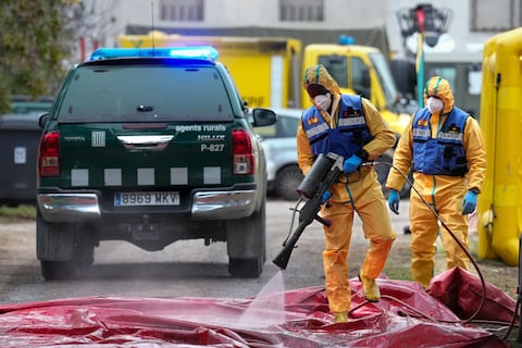 Posible fuga del virus de la peste porcina africana: cinco laboratorios bajo investigación en España