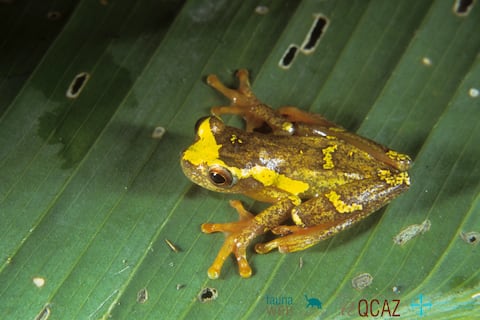 Extrañas criaturas que parecen de otro mundo: las 75 especies ‘bioindicadoras’ halladas en la selva de Ecuador que predicen el futuro del clima