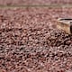 Alto precio del cacao seduce a sembrar más, con el riesgo de una sobreproducción que lo desplome a futuro