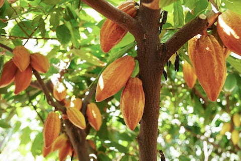 105 productos de origen ecuatoriano, como banano y cacao, ya no pagan sobretasa del 15 % desde el 13 de noviembre