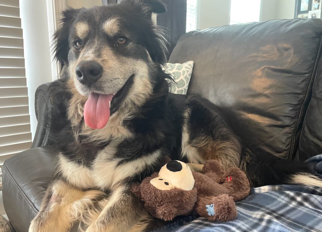 La curiosa estrategia de adopción del perro Pawl Ruff al compararlo con ...