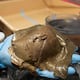El misterio del ‘huevo de oro’ del océano: Científicos logran identificar la extraña criatura hallada en el fondo marino
