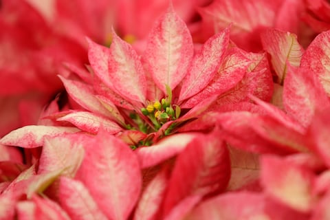 Flor de Pascua y otras dos plantas navideñas poco conocidas que inundan los modernos interiores de un encanto festivo