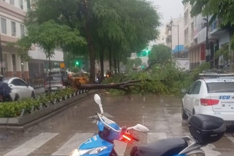Lluvia intensa altera la jornada en el centro de Guayaquil: árbol colapsa en la calle Chile