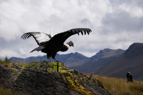 Un cóndor que fue herido con perdigones es liberado en Azuay, tras su recuperación, en el Día de la Tierra