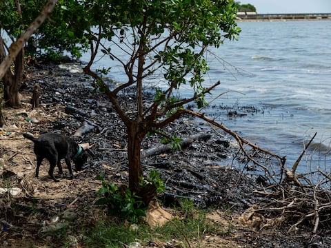 Confirman presencia de parásito en lagos de Estados Unidos que puede infectar a perros