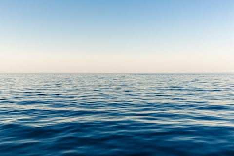 Al este de Florida: pocos logran identificar al único mar de la Tierra que no tiene costas pero si un bosque flotante