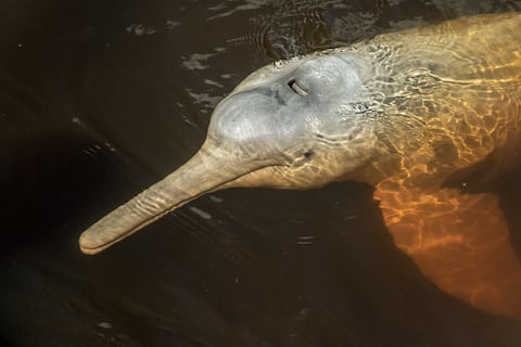 “Ríos Vivos”, herramienta  que busca fortalecer la conservación de los ríos amazónicos en Ecuador