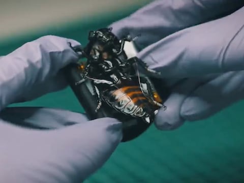 Insectos espías cyborg: crean enjambres de cucarachas vivas equipadas con módulos electrónicos para la recopilación y transmisión de datos en tiempo real