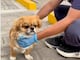 Descartan lesiones internas en perro agredido en Quito: inicia terapia y ejercicios