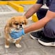 Descartan lesiones internas en perro agredido en Quito: inicia terapia y ejercicios