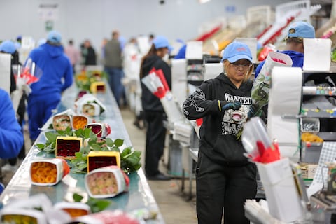 Expoflores estima caída de $ 6 millones en ingresos por flores en la temporada de San Valentín por sobretasas de EE. UU. y el clima
