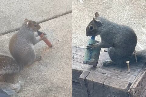 Viciosas del vapeo: ardillas se están haciendo adictas a los cigarrillos electrónicos que encuentran en los parques y confunden con comida