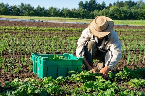 Ecuador seleccionará a 150 trabajadores para empleo agrícola temporal en Estados Unidos