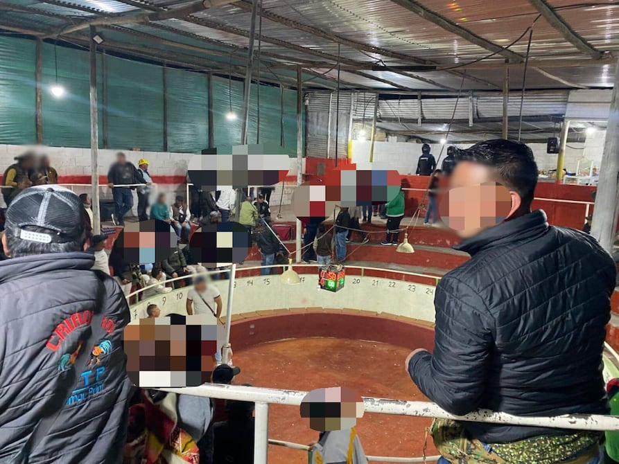 Clausuran gallera en el norte de Quito: decomisan armas blancas, alcohol adulterado y animales enjaulados