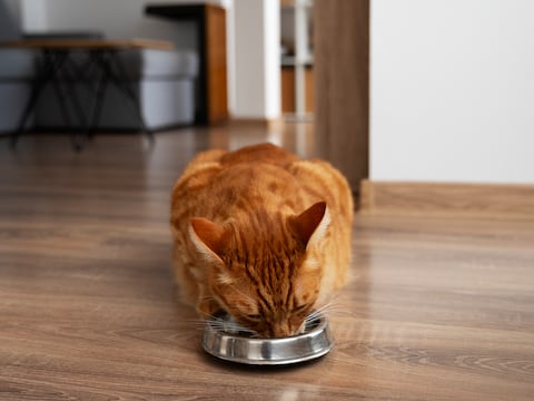 Puedes alimentar hasta seis gatos en este comedero con reconocimiento facial: gestiona dietas y horarios individuales para cada mascota