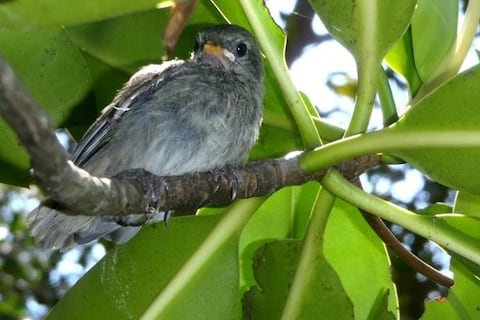 Fundación Charles Darwin avista 18 nuevos volantones del pinzón de manglar en Galápagos