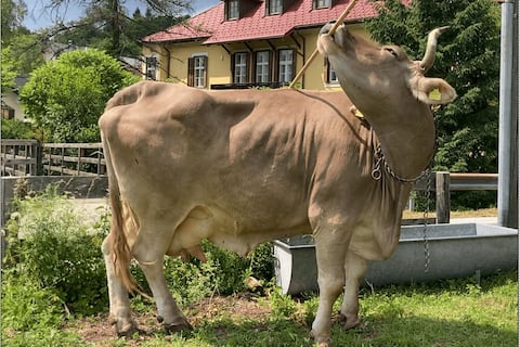 Veronika no es cualquier vaca: usa herramientas y sorprende a los científicos