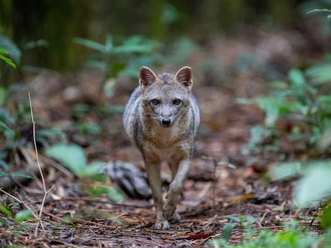 La Amazonía ecuatoriana, hogar del elusivo zorro cangrejero