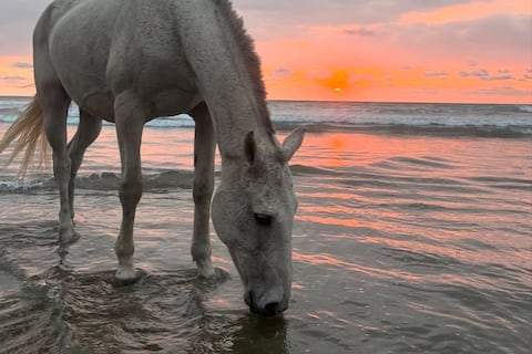 ¿Has hecho yoga con caballos?: esta práctica que regula el sistema nervioso se realiza en una playa en Ecuador