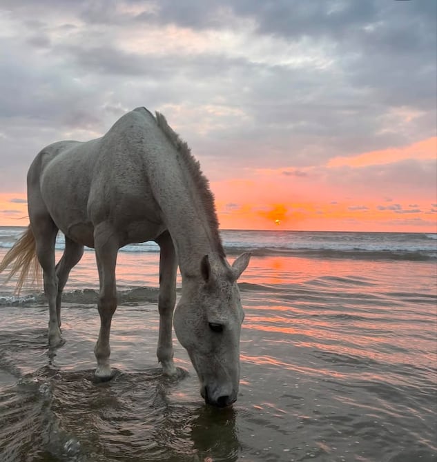 Yoga a lomos de caballos: una terapia coral emergente en la costa ecuatoriana Yoga a lomos de caballos: una terapia coral emergente en la costa ecuatoriana