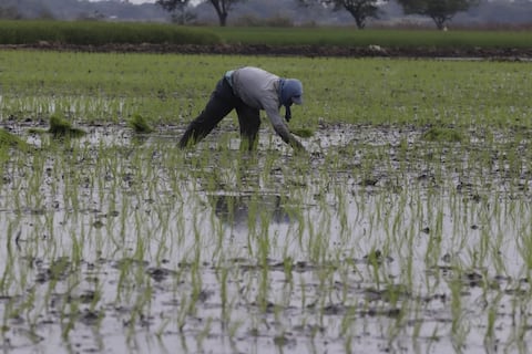 Más afectación en agro por el invierno: solo de arroz suben a casi 14.000 hectáreas perdidas