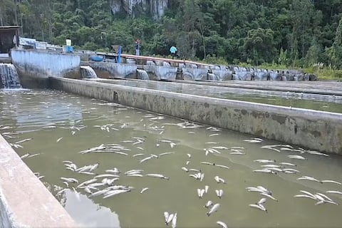 Alerta máxima en el río Yuracyacu: detectan el químico más peligroso del mundo en el agua y prohíben comer trucha en la región