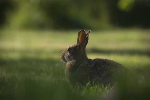 Estos conejos robóticos se usan como señuelos para atraer y capturar a gigantescas serpientes invasoras en Estados Unidos