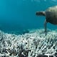 Cementerios blancos bajo el mar: el preocupante fenómeno que despoja de su color a los arrecifes de Hawái y el Caribe