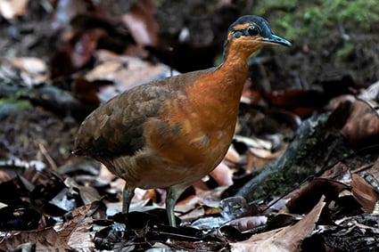 Descubren rara especie de ave en Brasil, apenas hay unos 2.000 ejemplares y estiman que puede ser afectada por el cambio climático