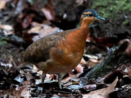 Descubren rara especie de ave en Brasil, apenas hay unos 2.000 ejemplares y estiman que puede ser afectada por el cambio climático