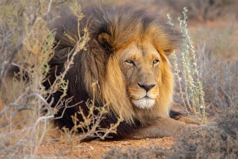 León del Atlas: la subespecie que los gladiadores romanos extinguieron ahora se prepara para retomar los espacios salvajes de su habitat natural