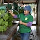 Más demanda en Europa y Rusia revierte desaceleración de los envíos de banano