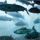 Peces ‘dopados’ en Suecia: la extraña razón por la que los salmones están nadando 12 kilómetros extra sin descanso