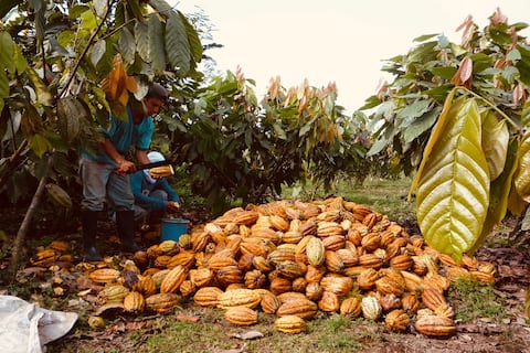 Ecuador abre registro y apoyo a 100.000 productores de cacao y café para no perder ventas a Unión Europea