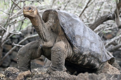 Genoma del Solitario George de Galápagos aporta claves sobre la longevidad