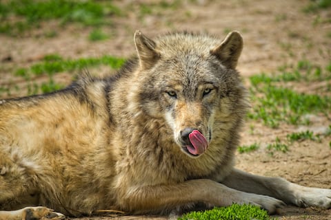 El 74 % de los lobos que mueren en Europa y Norteamérica lo hacen por causas humanas