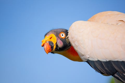 Ecuador: la degradación de los bosques secos tropicales afecta a las especies carroñeras