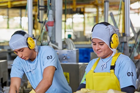 Palmito sin sobretasa: industria espera que precios se normalicen en Estados Unidos y crezcan los envíos