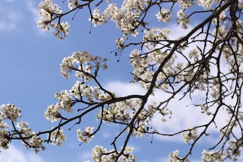 El adiós definitivo al árbol más odiado de Nueva Jersey: la ley histórica que prohíbe esta especie y otras 29 plantas este mes