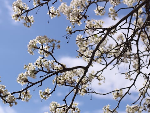 El adiós definitivo al árbol más odiado de Nueva Jersey: la ley histórica que prohíbe esta especie y otras 29 plantas este mes